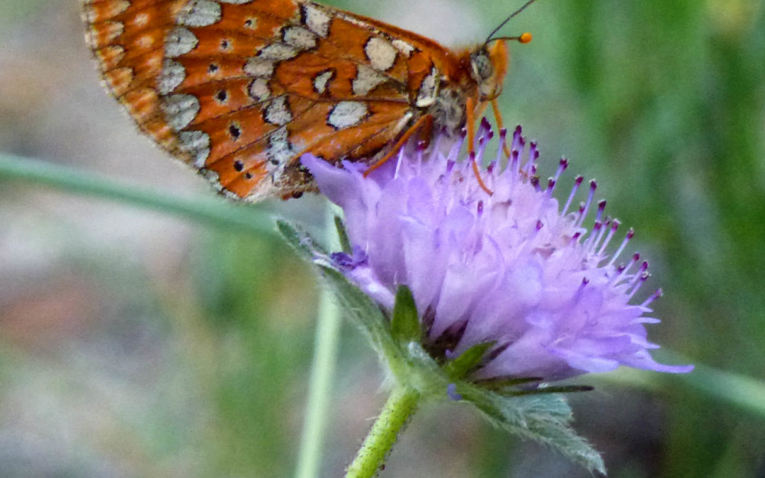 BESO DE MARIPOSA